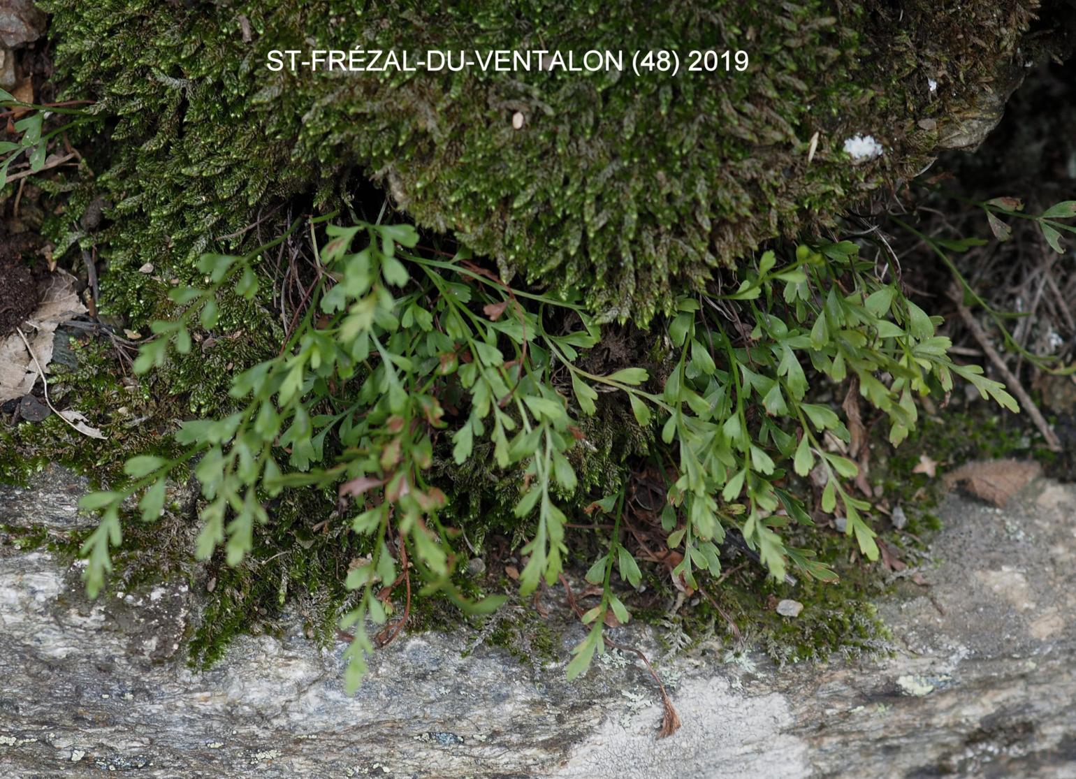 Spleenwort, Alternate-leaved